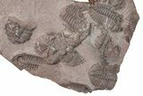 Ordovician Trilobite Mortality Plate - Tafraoute, Morocco #370535-1